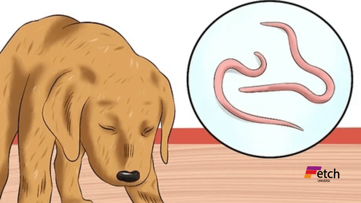 hook worm Dogs