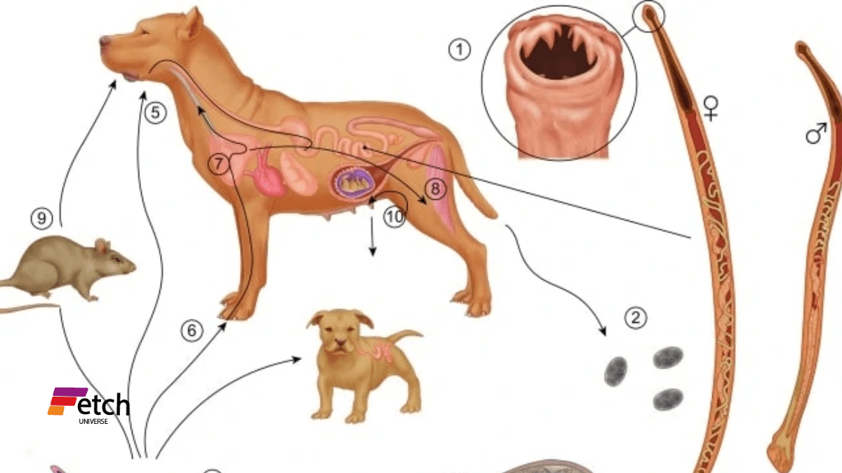 hook worm Dogs